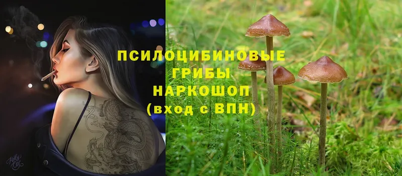 Галлюциногенные грибы Cubensis  Махачкала 